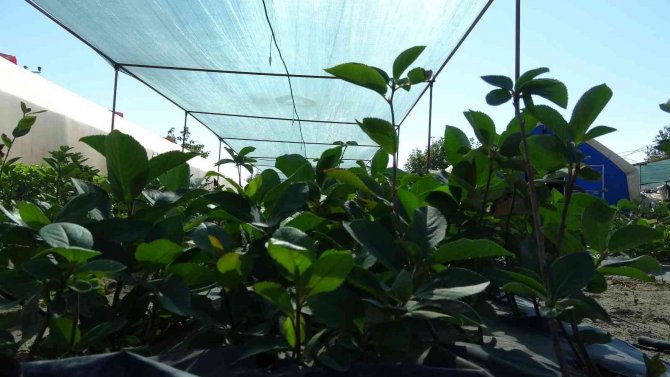 Organik Solucan Ve Yarasa Gübresiyle Yetiştirilip, Kilosu 150 Liradan Satılıyor