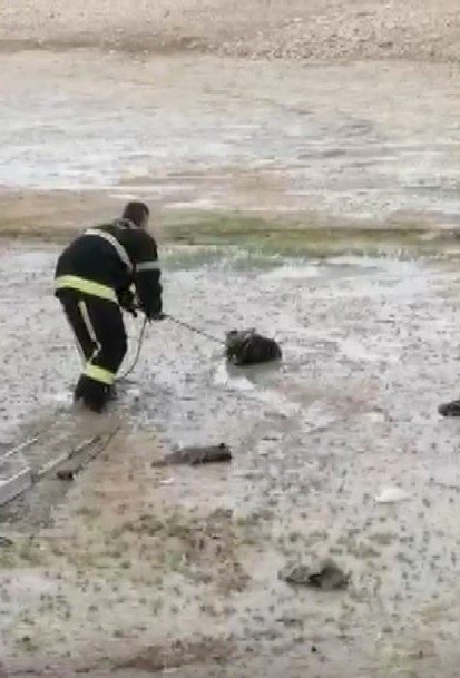 Bataklıkta Keçi Kurtarma Operasyonu