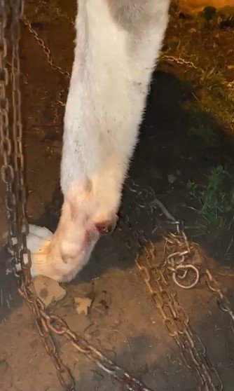 Misafir Olarak Geldiği Köyde Havlayan Köpeğe Kurşun Yağdırdı