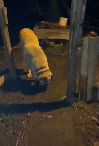 Misafir Olarak Geldiği Köyde Havlayan Köpeğe Kurşun Yağdırdı