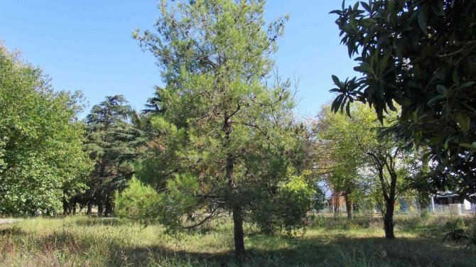 Kozalak Toplamak İçin Çıktığı Ağaçtan Düştü