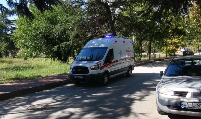Kozalak Toplamak İçin Çıktığı Ağaçtan Düştü