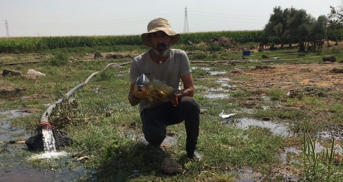 Mardinli Balıkçının Ağına Takılan Balık Görenleri Şaşırttı