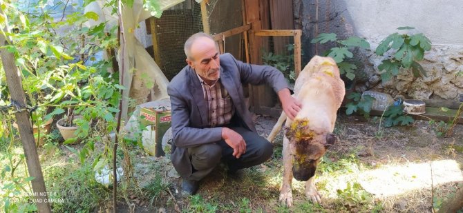 Komşusunun Köpeğini Sopa Ve Satırla Feci Şekilde Darp Etti