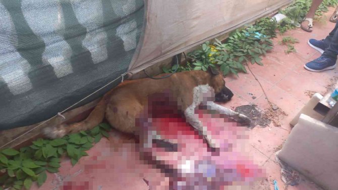 Köpeği Bıçaklayarak Öldürdü, O Anlar Güvenlik Kamerasına Yansıdı