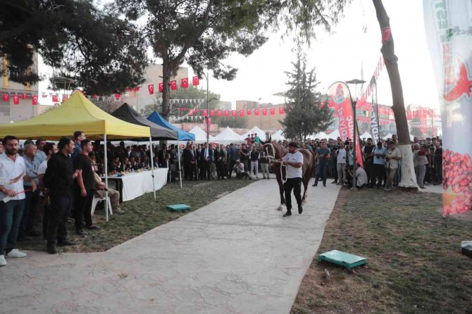 Bakan Soylu’ya Suruç’ta Sevgi Seli