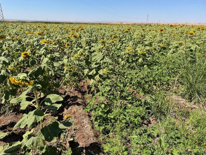 Şırnak’ta İlk Kez Ayçiçeği Ekimi Yapıldı