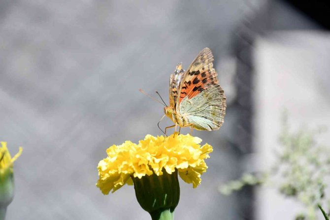 Hava Sıcaklığı Düştü, Kelebekler Son Günlerini Yaşıyor