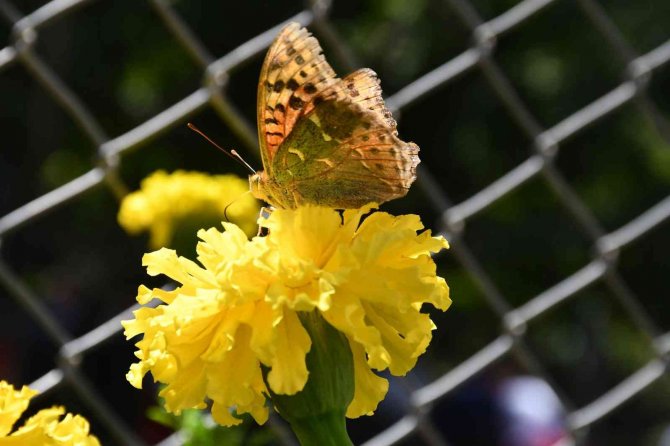 Hava Sıcaklığı Düştü, Kelebekler Son Günlerini Yaşıyor