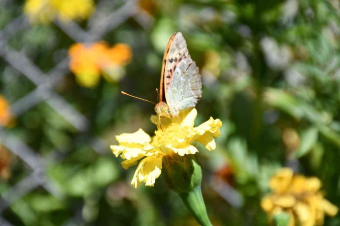 Hava Sıcaklığı Düştü, Kelebekler Son Günlerini Yaşıyor