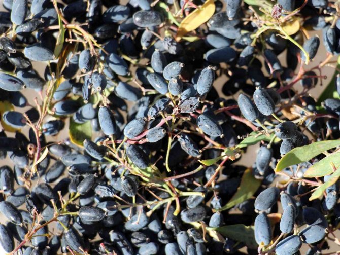 Diyetisyen Cansu Arslan: 