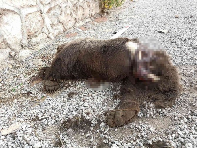 Sivas’ta Yol Kenarına Atılmış Bir Ayı Ölüsü Bulundu