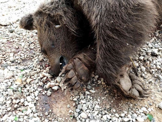 Sivas’ta Yol Kenarına Atılmış Bir Ayı Ölüsü Bulundu