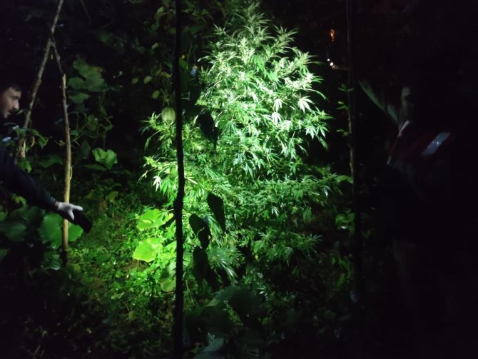 Jandarmadan Uyuşturucu Operasyonu