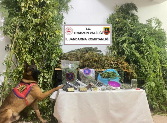 Jandarmadan Uyuşturucu Operasyonu