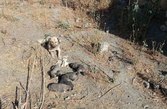 Kuyuda Mahsur Kalan Yavru Köpekleri İtfaiye Kurtardı
