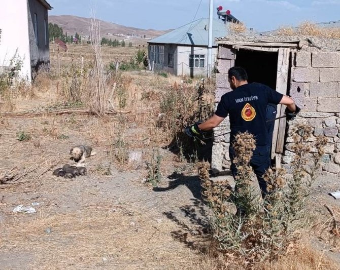Kuyuda Mahsur Kalan Yavru Köpekleri İtfaiye Kurtardı