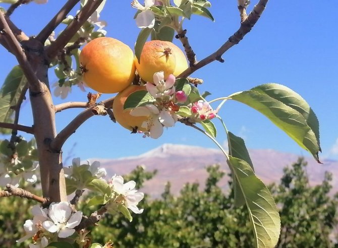 Yüksek Kesimlere Kar Yağarken Çiçek Açan Elma Ağacı Şaşırttı
