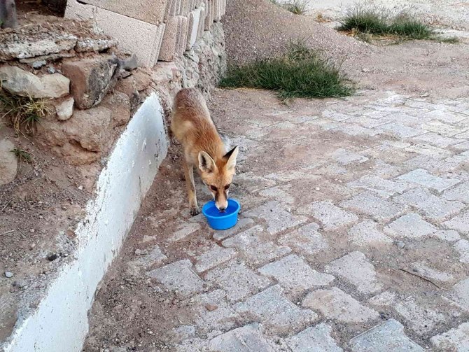 ‘Kuzum’ Diyerek Seslendiği Tilkiler Adeta Onun Yolunu Gözlüyorlar
