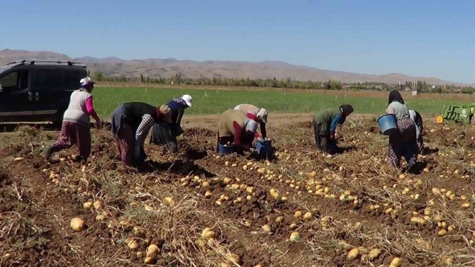 Kışlık Patates Hasadı Başladı
