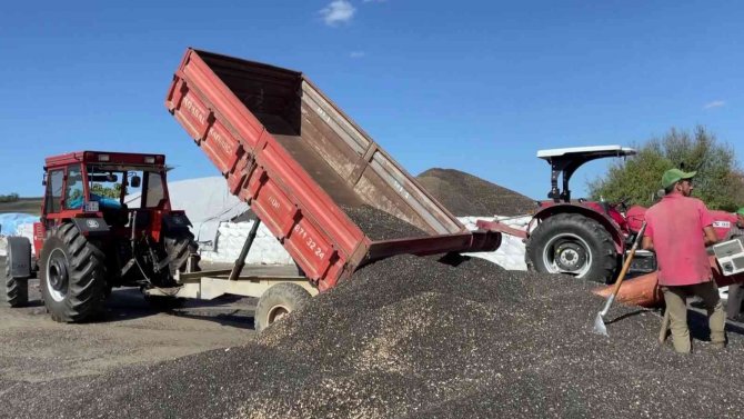 Ayçiçeği Alımları Başladı, Çiftçiler Depo Önlerinde Kuyruk Oluşturdu