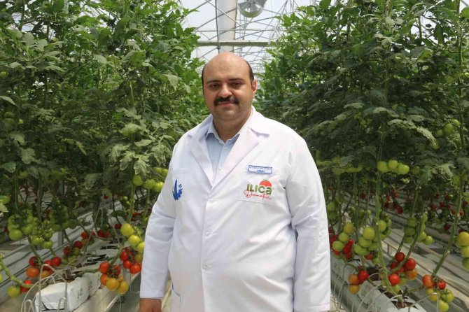 Erzurum’da Jeotermal Enerjiyle Türkiye’nin En Ucuz Domatesi Üretiliyor