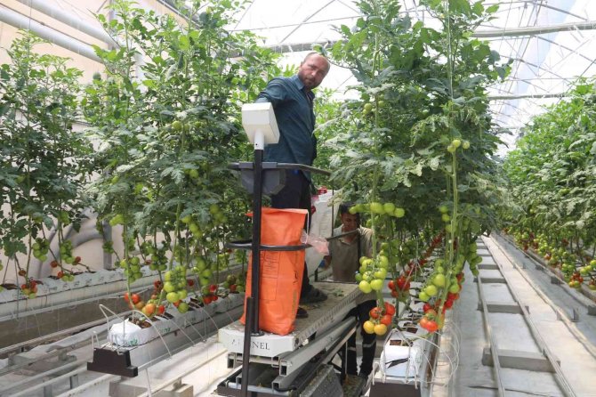 Erzurum’da Jeotermal Enerjiyle Türkiye’nin En Ucuz Domatesi Üretiliyor