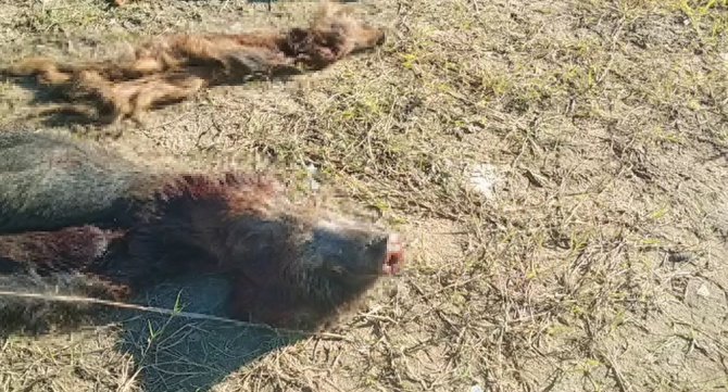İ̇stanbul’da 6 Domuz Avlandı, Etleri Alınıp Sakatatları Bırakıldı