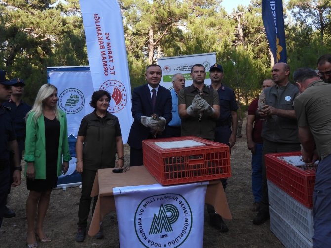 Muğla’da 75 Adet Kınalı Keklik Doğa İle Buluştu