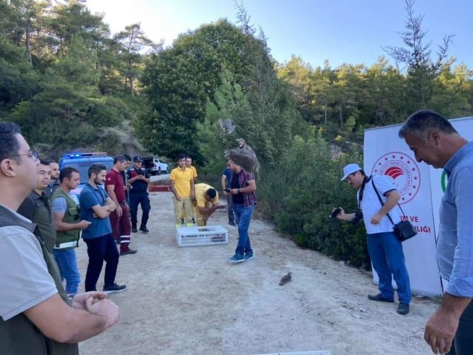 Muğla’da 75 Adet Kınalı Keklik Doğa İle Buluştu