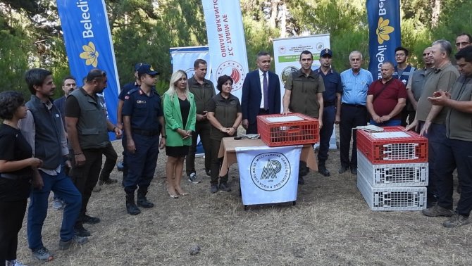 Muğla’da 75 Adet Kınalı Keklik Doğa İle Buluştu