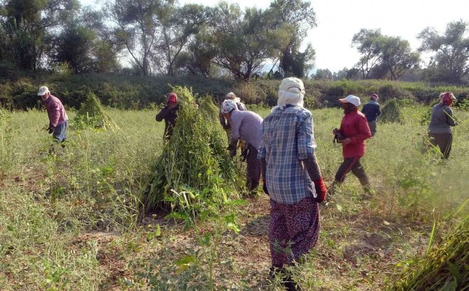 Altın Susamda İşçi Tehlikesi