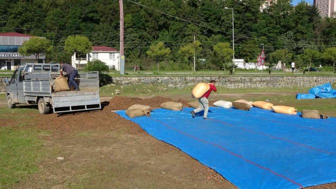 Ordu’da Üreticilerin Zorlu Fındık Kurutma Mesaisi