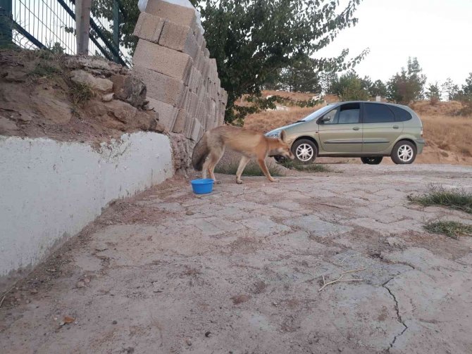 ‘Kuzum’ Diyerek Seslendiği Tilkiler Adeta Onun Yolunu Gözlüyorlar