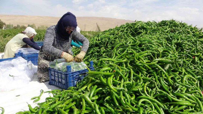 Vanlı Çiftçilerden ’Sabit Halk Pazarı’ Talebi