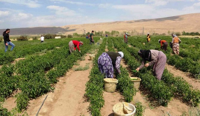 Vanlı Çiftçilerden ’Sabit Halk Pazarı’ Talebi