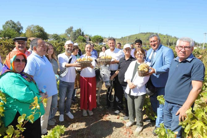 Gökçealan, Osmancık Üzümü İle Şenlendi