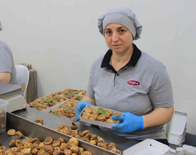 Aydın’ın Milli Meyvesi İncir, Tezgahlarda Yerini Aldı