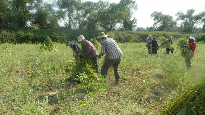 Altın Susamda İşçi Tehlikesi