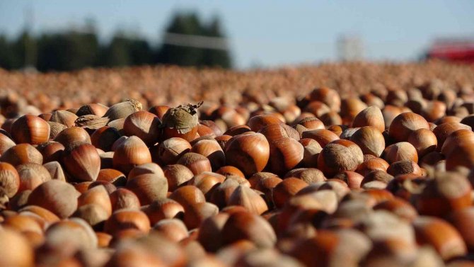Ordu’da Üreticilerin Zorlu Fındık Kurutma Mesaisi