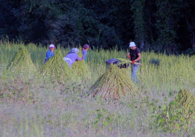 Altın Susamda İşçi Tehlikesi