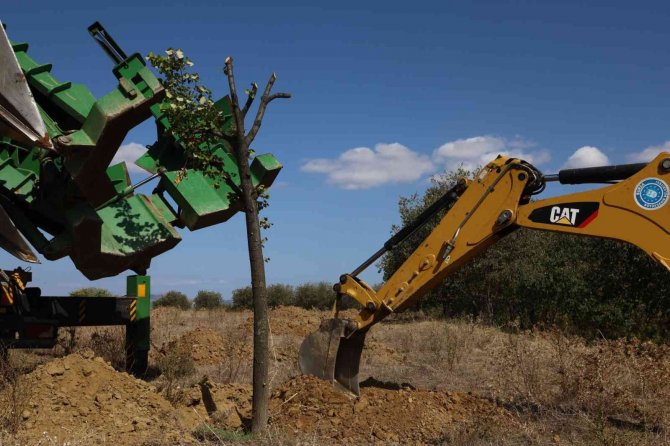 Bursa’da Genişleyen Yollarda Kalan Ağaçlar Taşınıyor