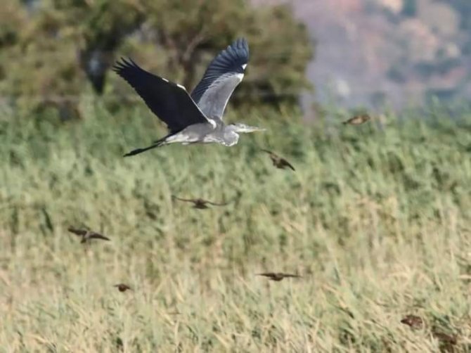 Milleyha Sulak Alan Doğal Sit Alanı Olacak