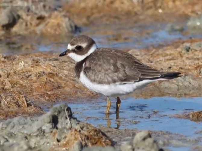 Milleyha Sulak Alan Doğal Sit Alanı Olacak
