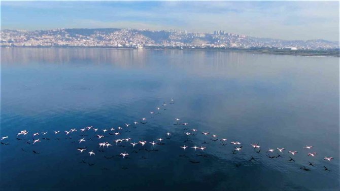 Göç Etmeyen Flamingoların Görsel Şöleni