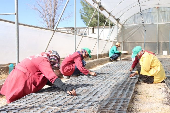 Kızıltepe’de Kış Mevsimi İçin 50 Bin Çiçek Tohumu Toprakla Buluştu