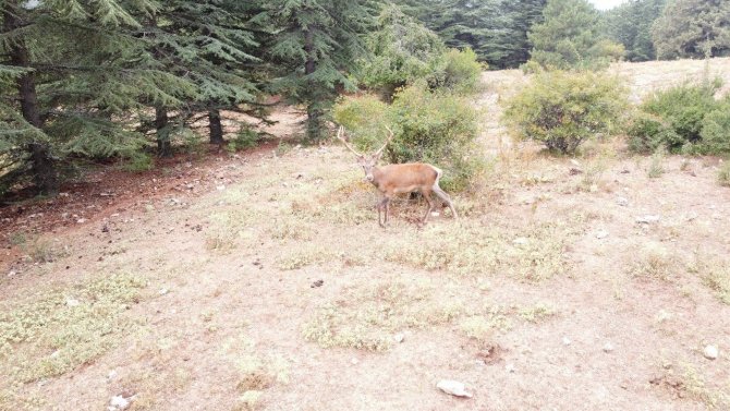 Restoran Şefinin Geyikle Muhabbeti Güldürdü