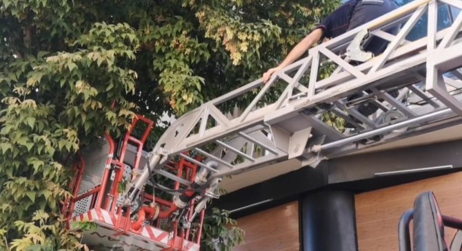 Van’da Ağaçta Mahsur Kalan Kedi İtfaiye Ekipleri Tarafından Kurtarıldı