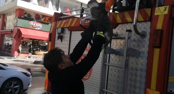 Van’da Ağaçta Mahsur Kalan Kedi İtfaiye Ekipleri Tarafından Kurtarıldı