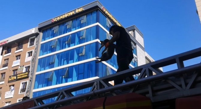 Van’da Ağaçta Mahsur Kalan Kedi İtfaiye Ekipleri Tarafından Kurtarıldı